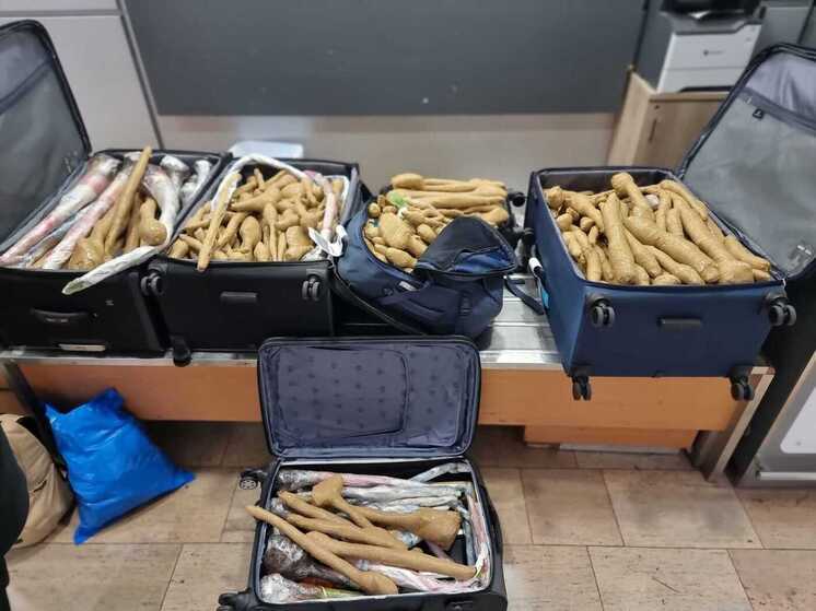 Врач из центра Израиля задержан в аэропорту с 300 саженцами из Таиланда